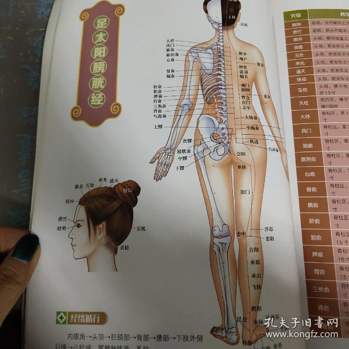 人体经络穴位速查图册