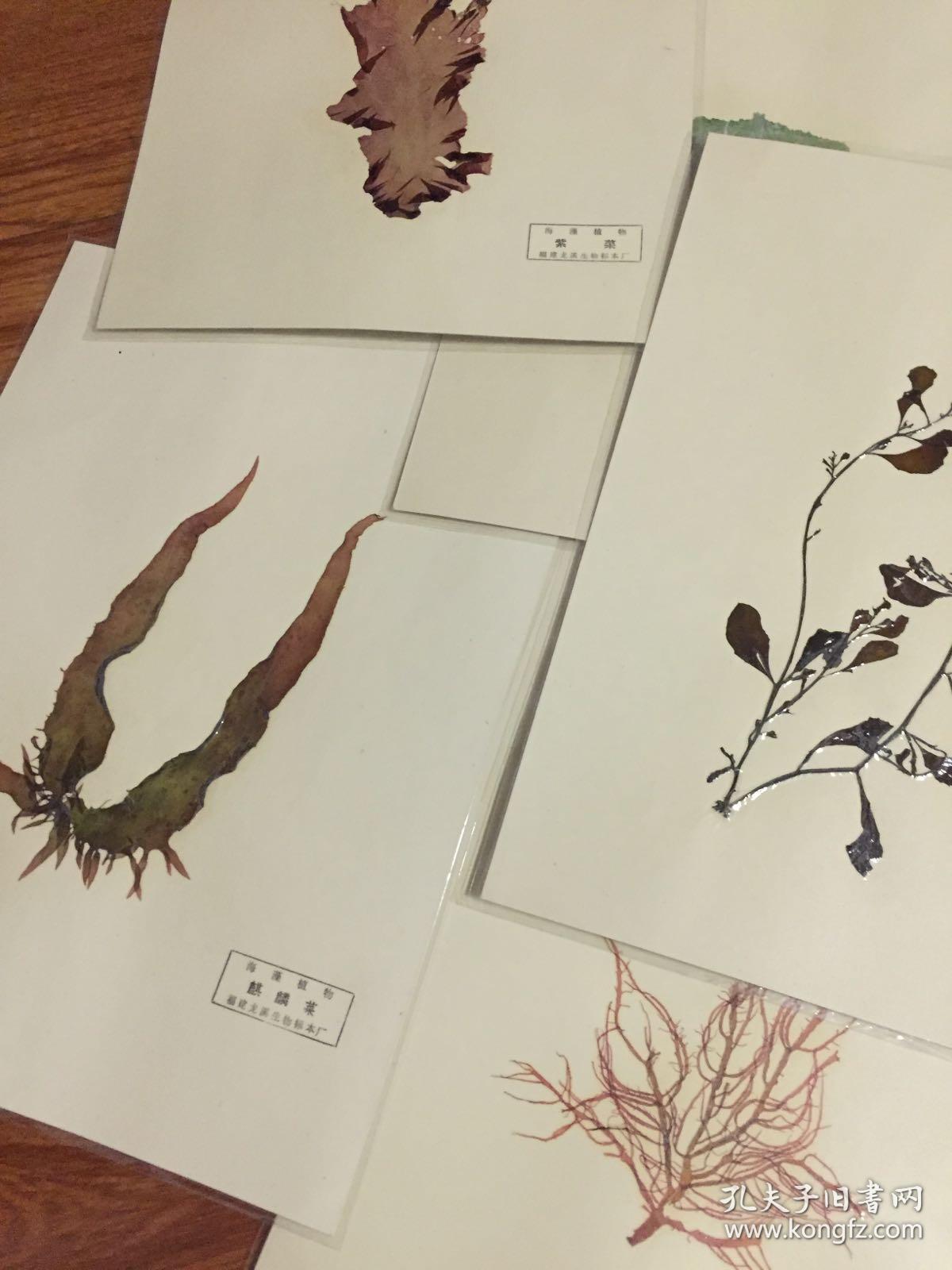 福建龙溪生物标本厂海藻植物标本十张