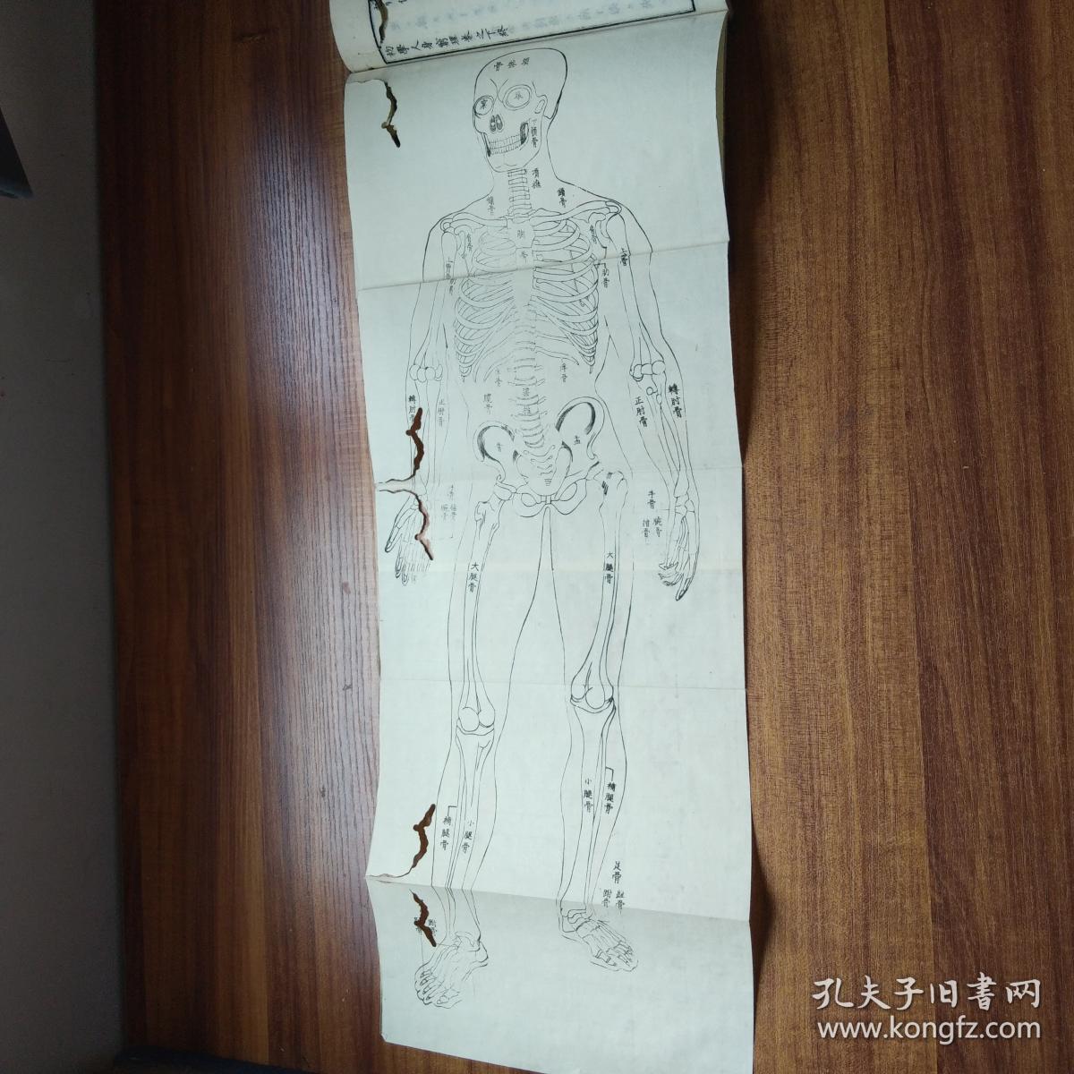 和刻本 【初学人身穷理】2册全 (人体生理解剖) 一幅木版【人体骨骼图