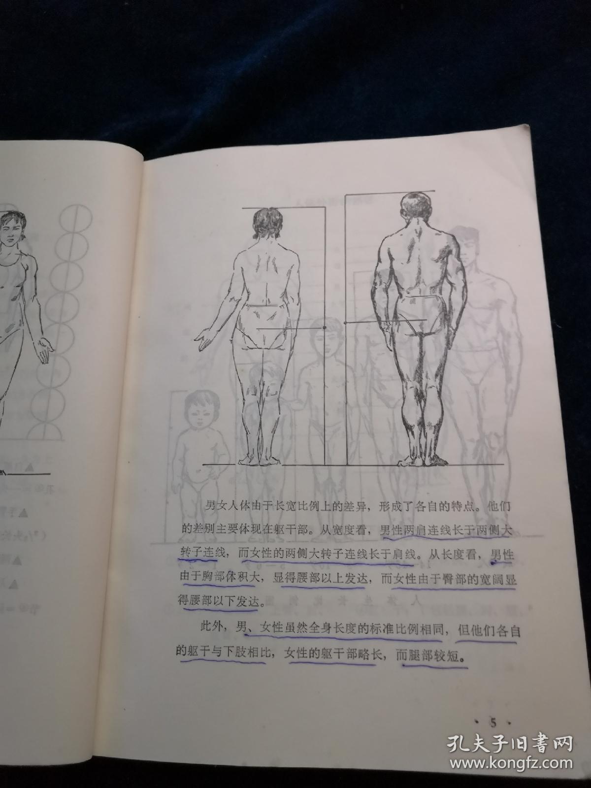 艺用人体结构