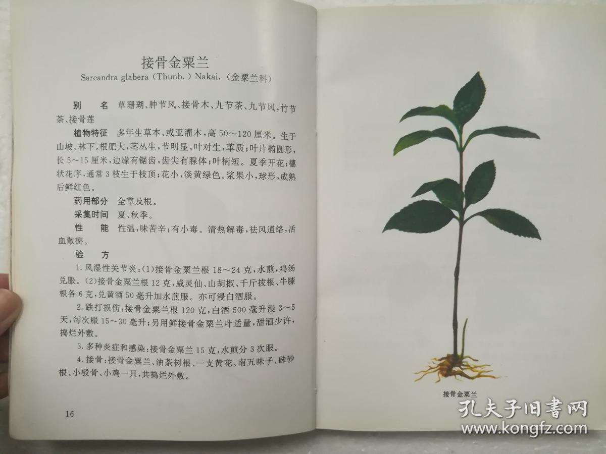 中草药图片书 078e439a09ba7834_b.jpg