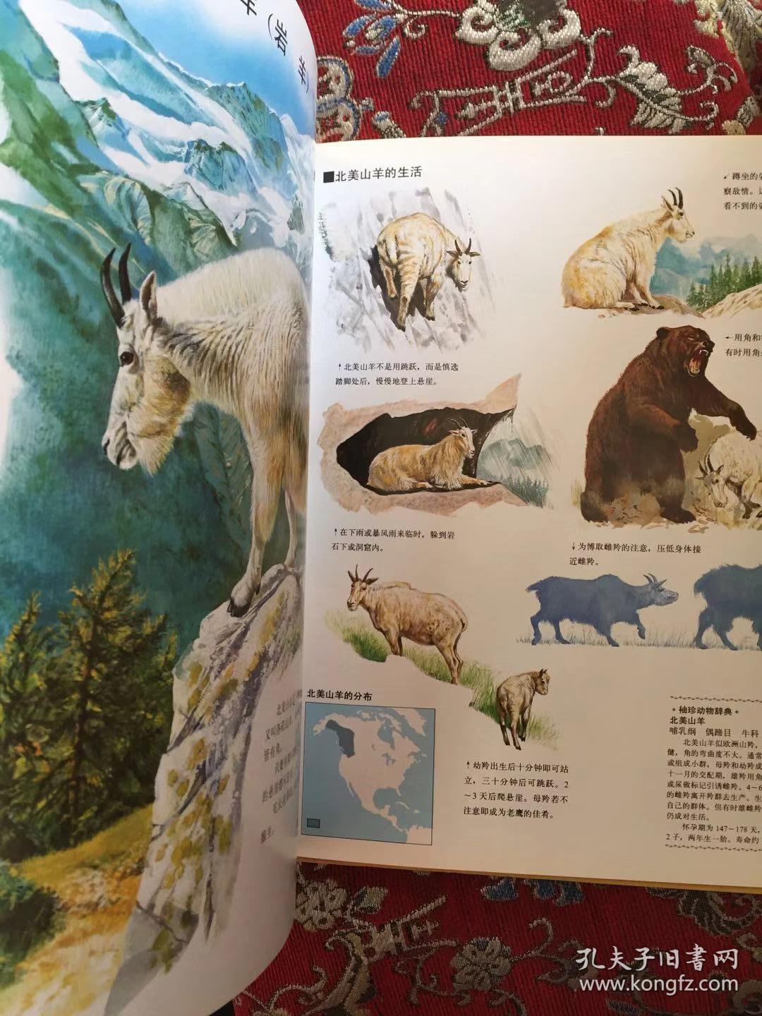 世界动物图鉴10――哺乳动物(四)一版一印