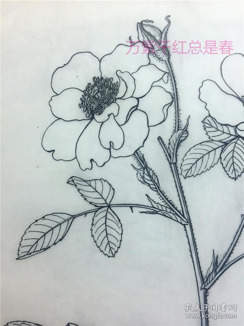 《中国香料植物栽培与加工》一书插图画稿第19图:苦水玫瑰.