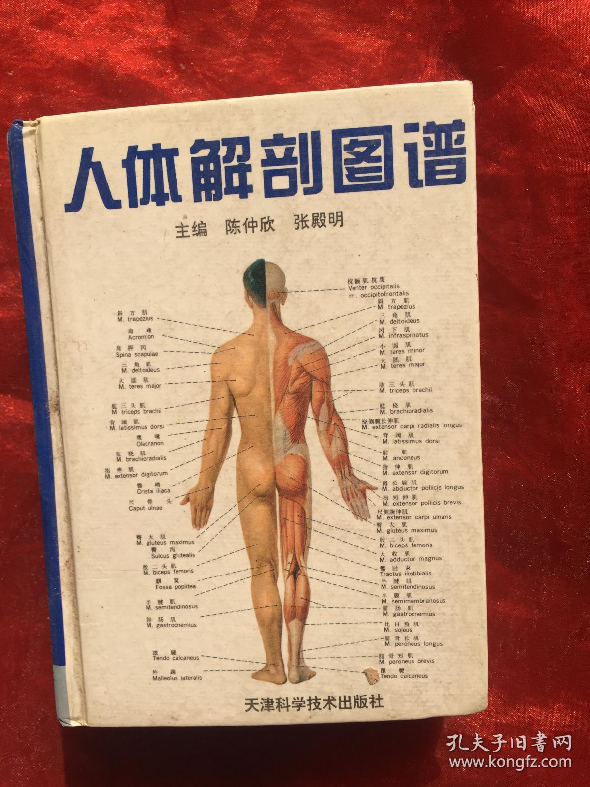 人体解剖图谱