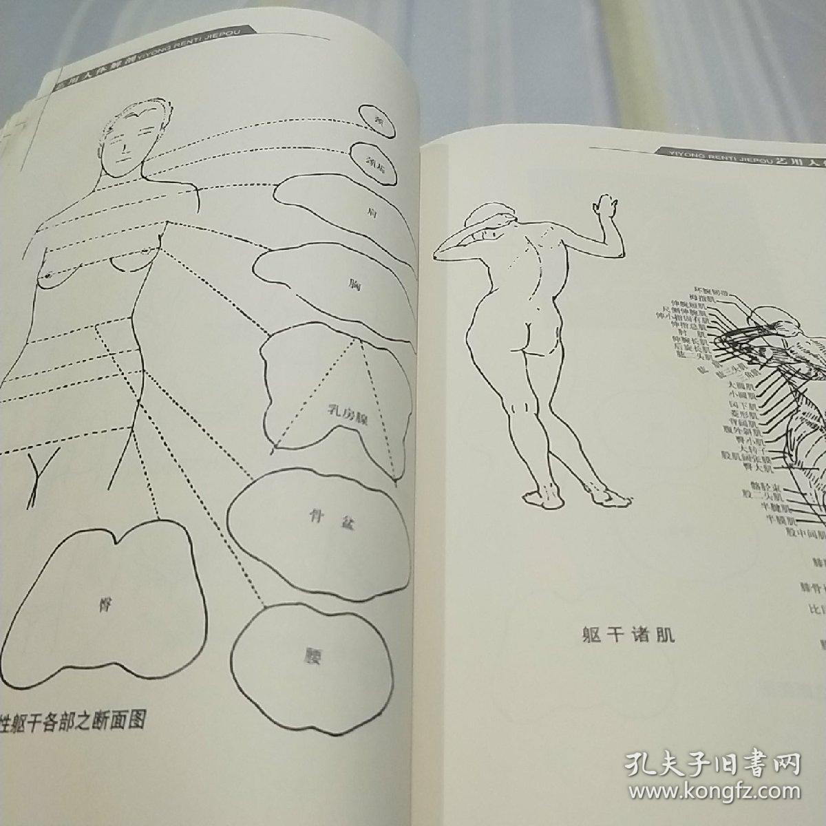 艺用人体解剖