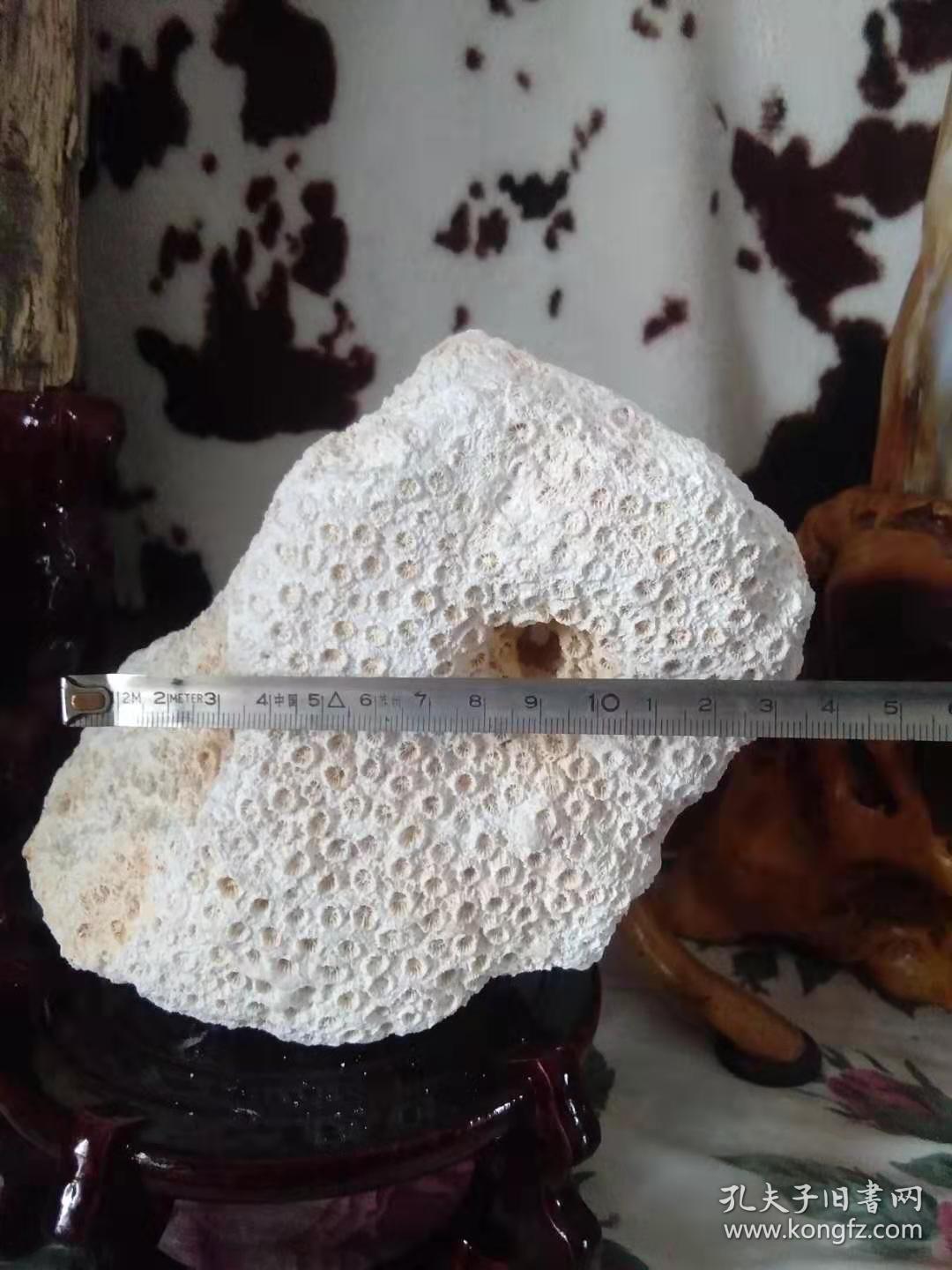 珊瑚玉化石原石(摆件)