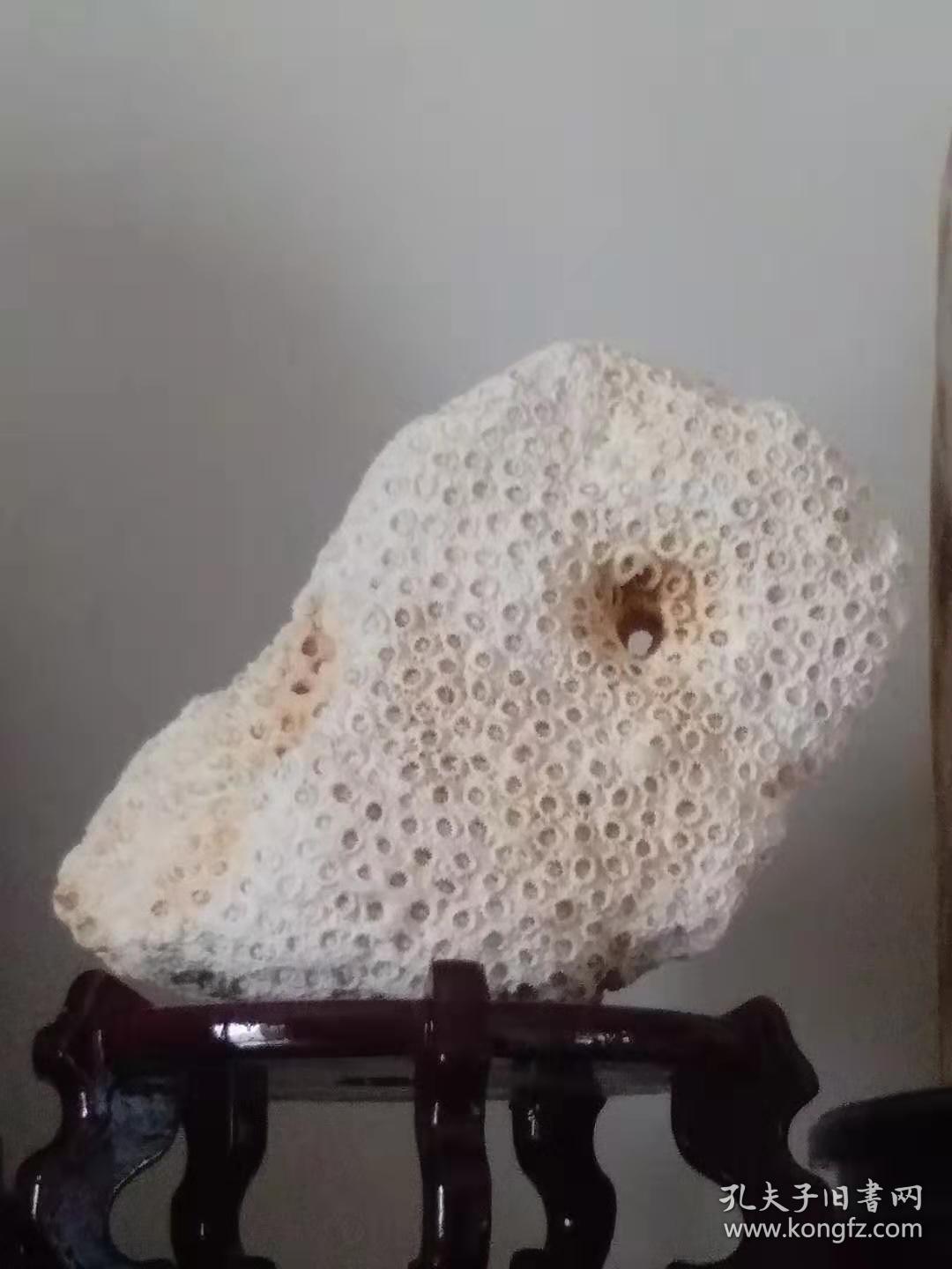 珊瑚玉化石原石(摆件)