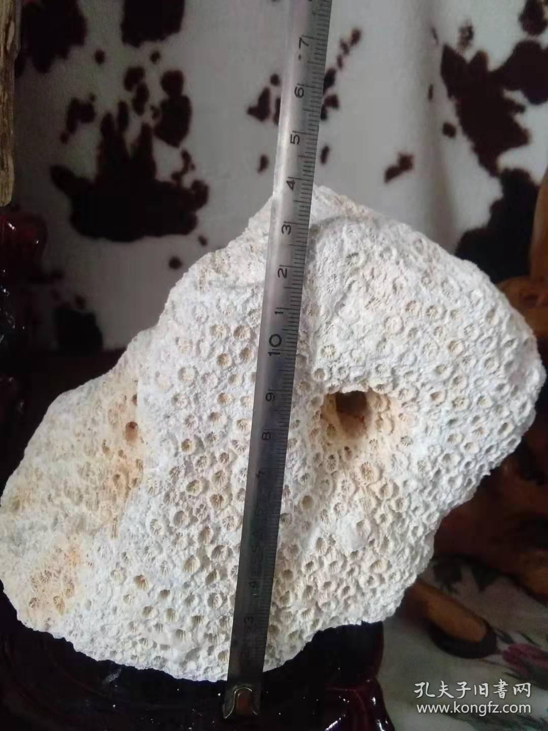 珊瑚玉化石原石(摆件)