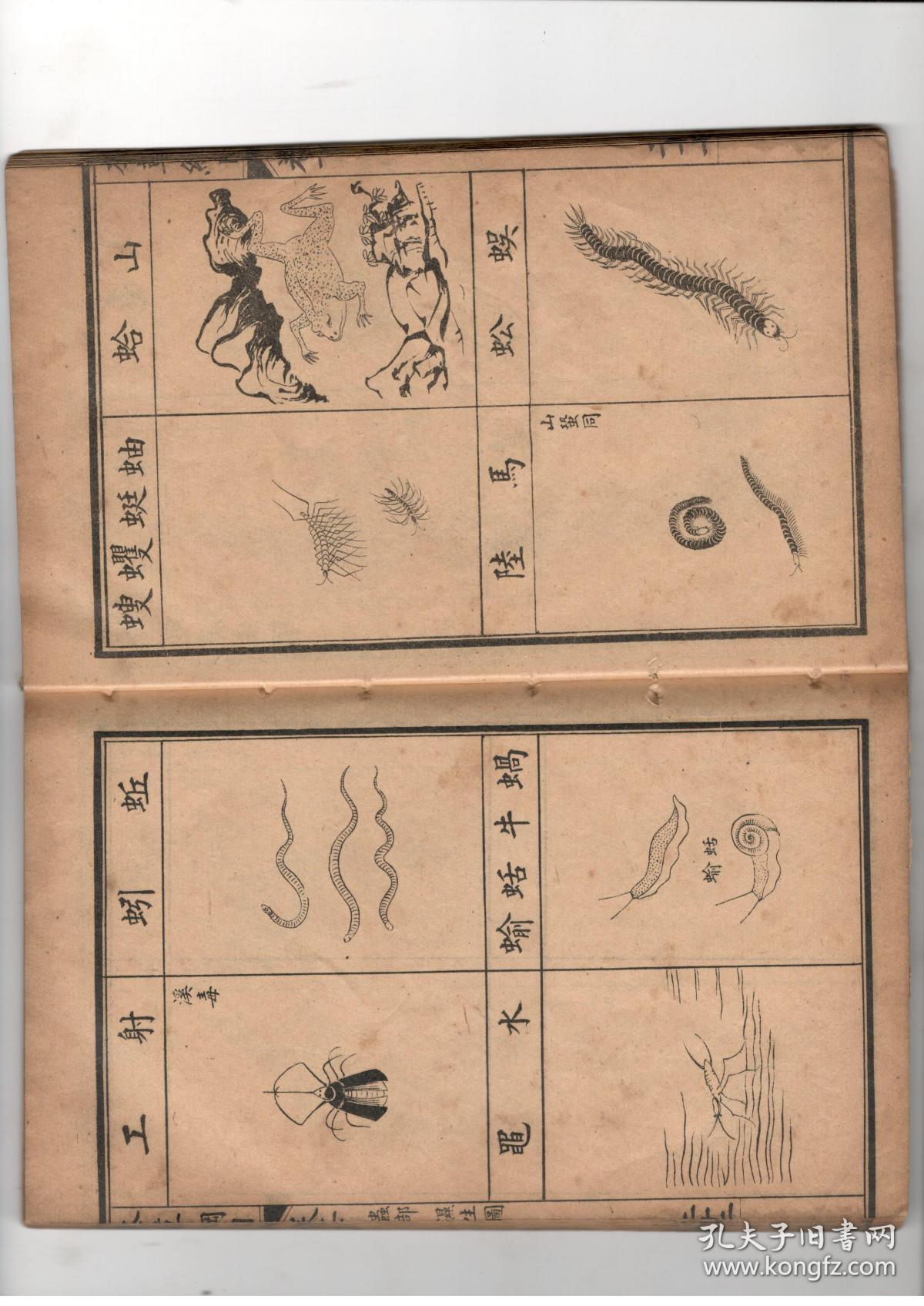 本草纲目简谱_本草纲目图片