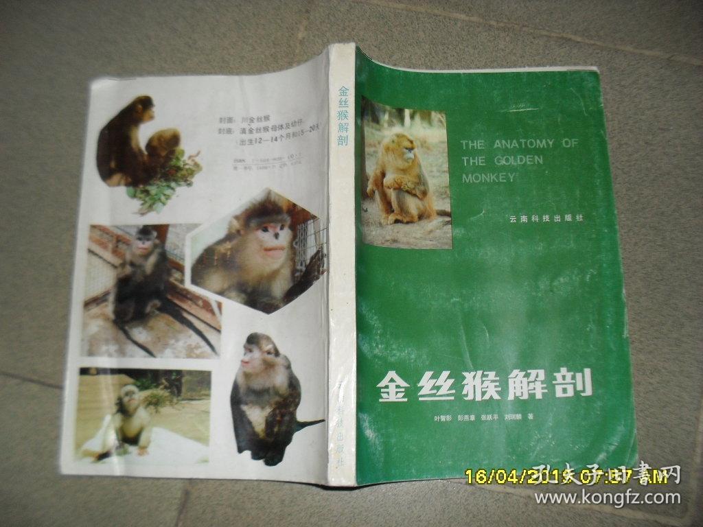 金丝猴解剖