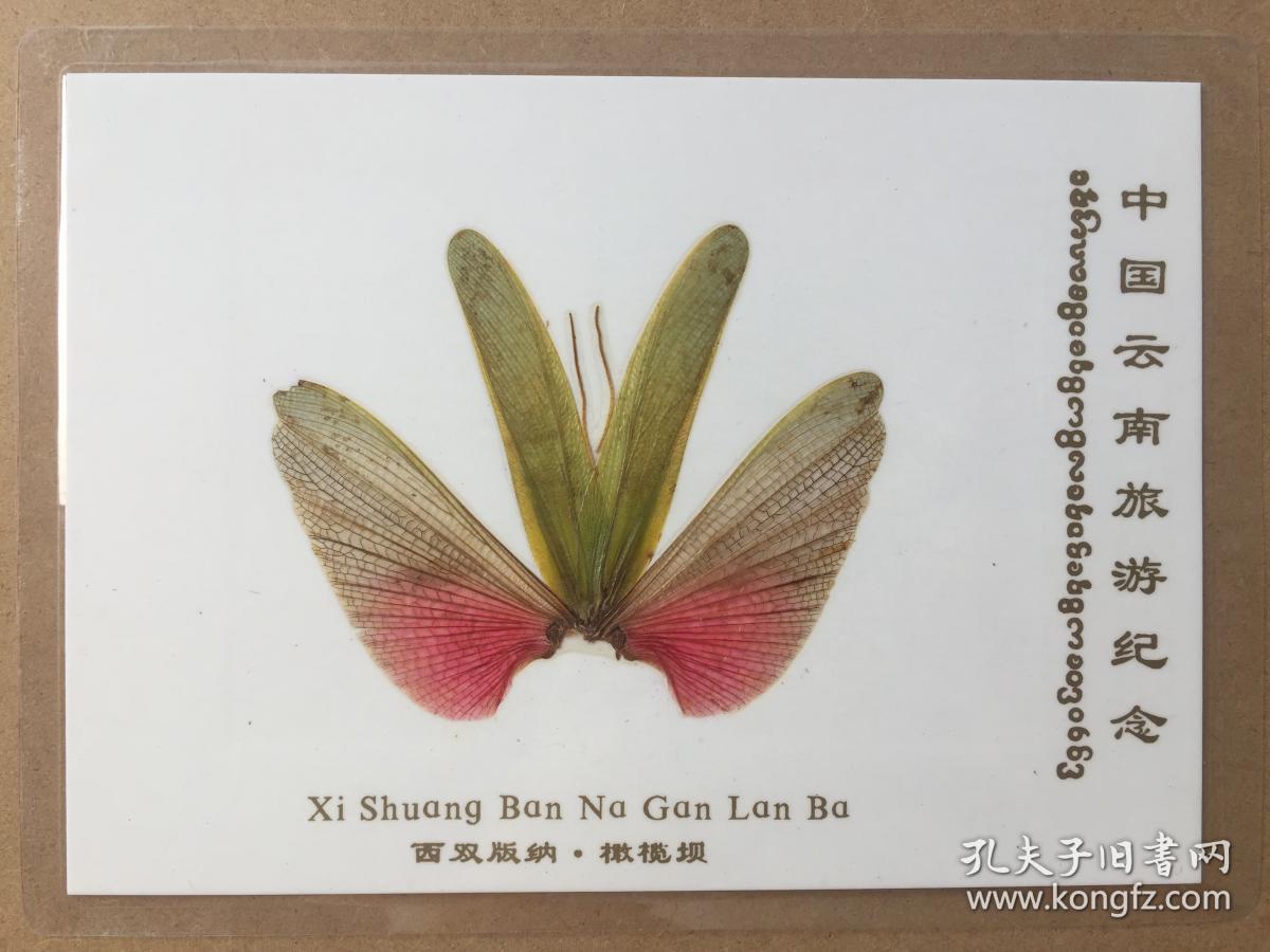 蝴蝶标本11枚合售(梁祝蝶太阳蝶胭脂翠竹蝶招财蝶丽霞