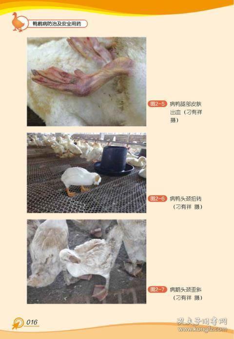 正版现货 鸭鹅病防治及安全用药 养鹅的书 鹅病诊断书籍 养殖教程教材
