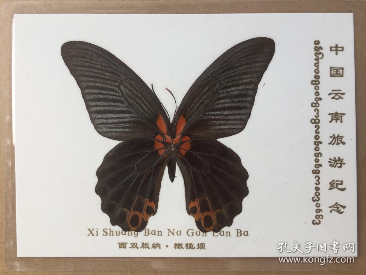 蝴蝶标本11枚合售(梁祝蝶太阳蝶胭脂翠竹蝶招财蝶丽霞