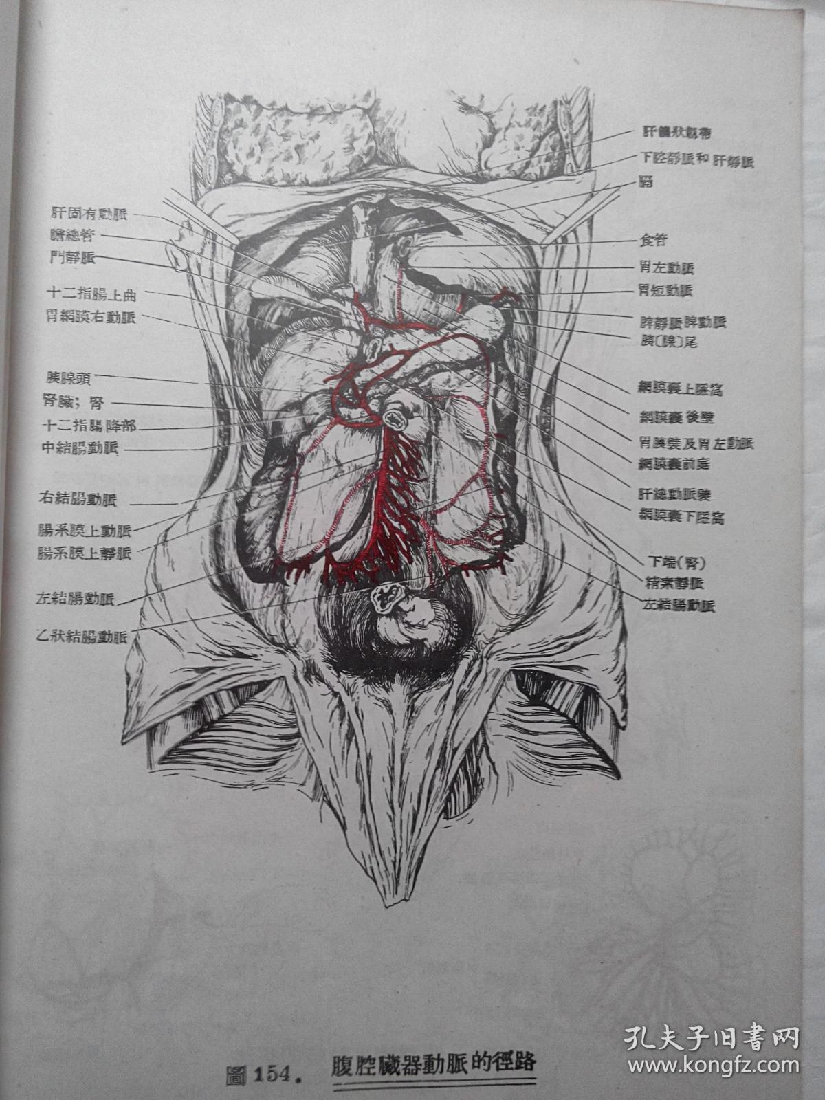 人体解剖学图谱上下册