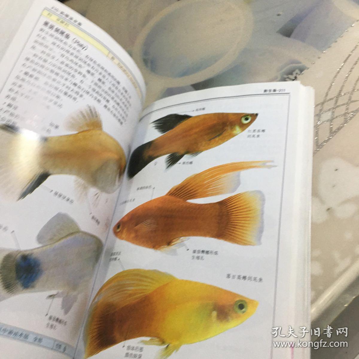 观赏鱼:全世界500多种观赏鱼的彩色图鉴