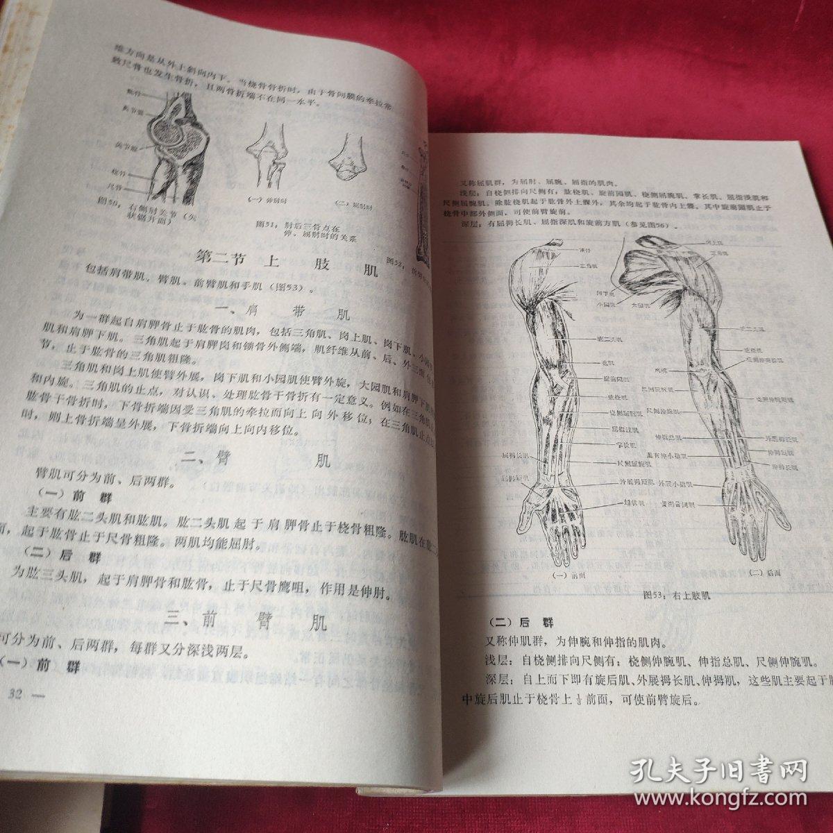 正常人体学