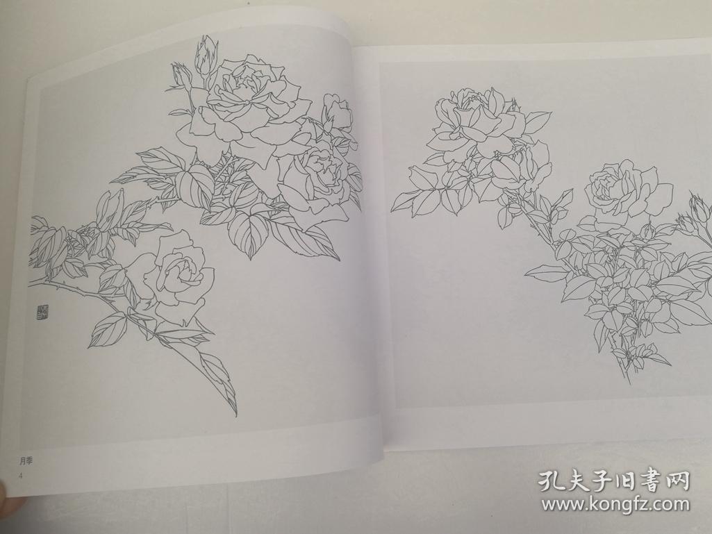 紫藤 玉兰 水仙 石榴 芙蓉花 海棠花 剑麻 春兰 兰花 君子兰 等白描