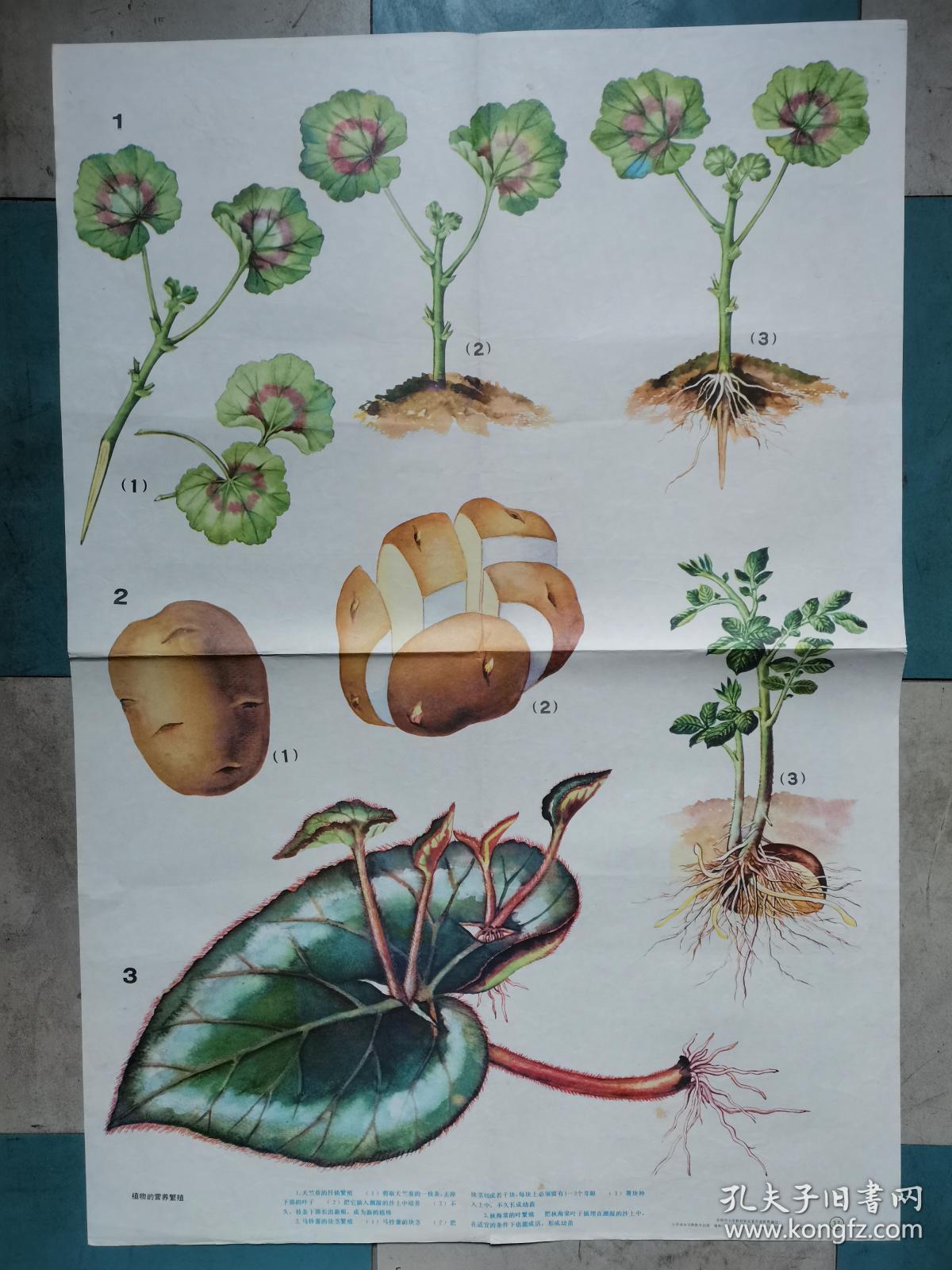 苔藓植物 藻类植物 菌类植向日葵的结构图及解析白菜花结构向日葵的