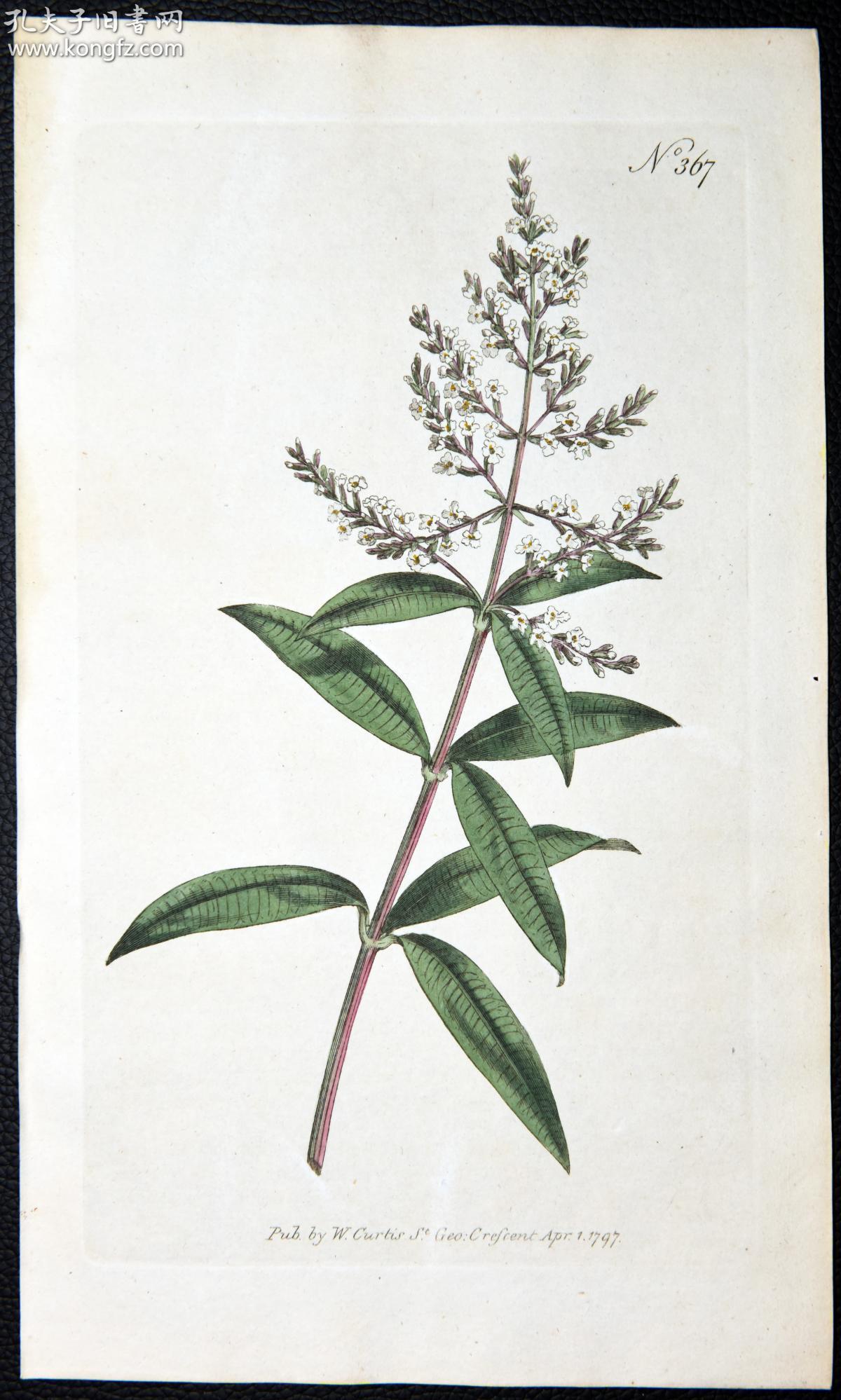 1797年稀有欧洲铜版画挂画装饰柯蒂斯植物367号-马鞭草-手绘图谱