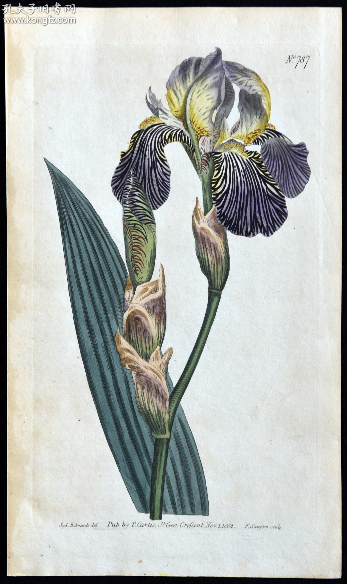 1804年精美欧洲铜版画-柯蒂斯植物787号-多枝黄鸢尾,原版图谱
