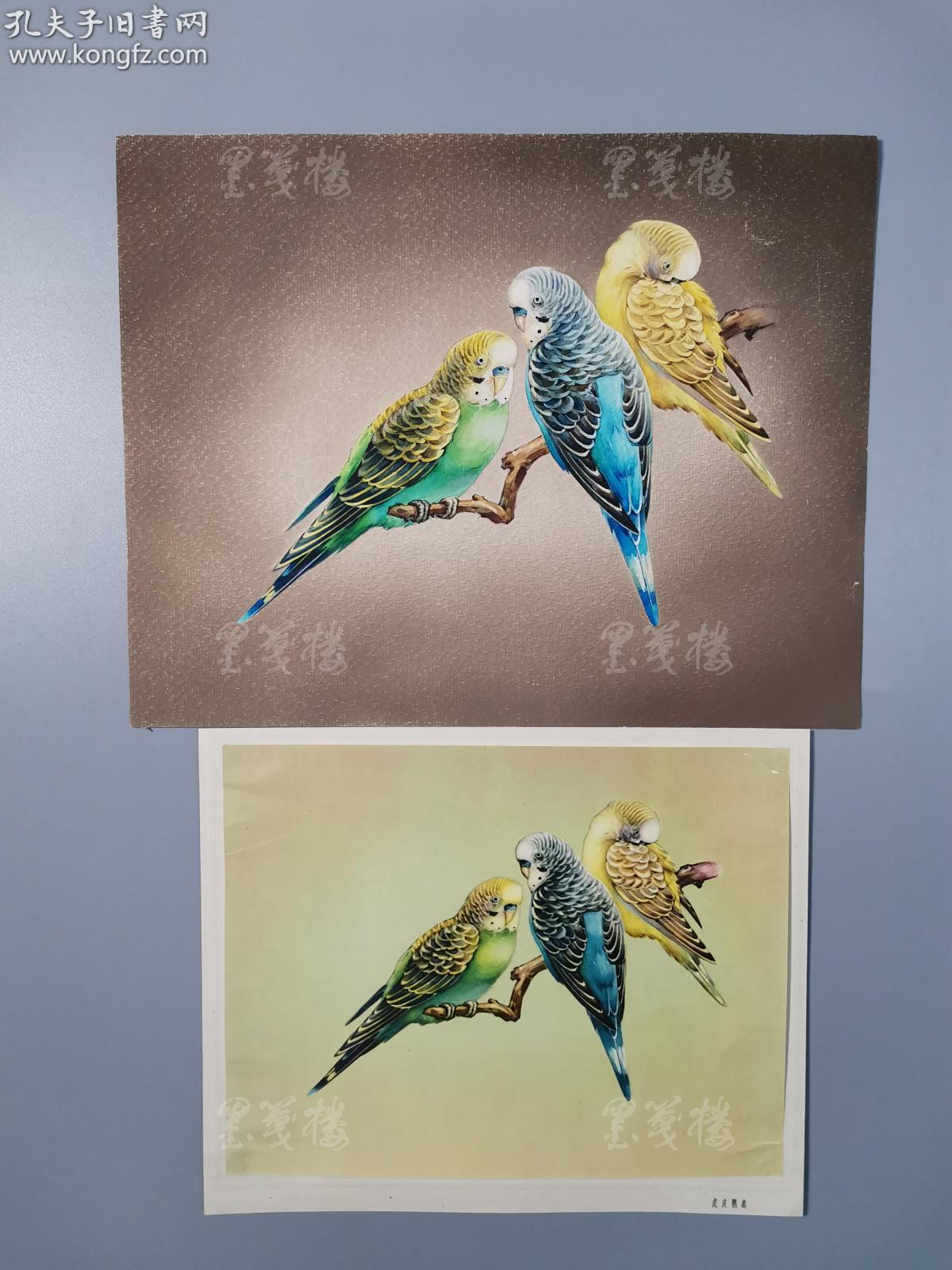 佚名 水彩画原稿作品《虎皮鹦鹉》一幅 附出版物一页hxtx162401