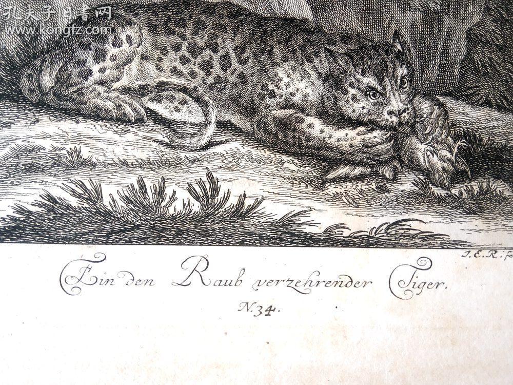 1740年铜版画《捕猎的美洲豹》(ein den raub verzehrender tiger)