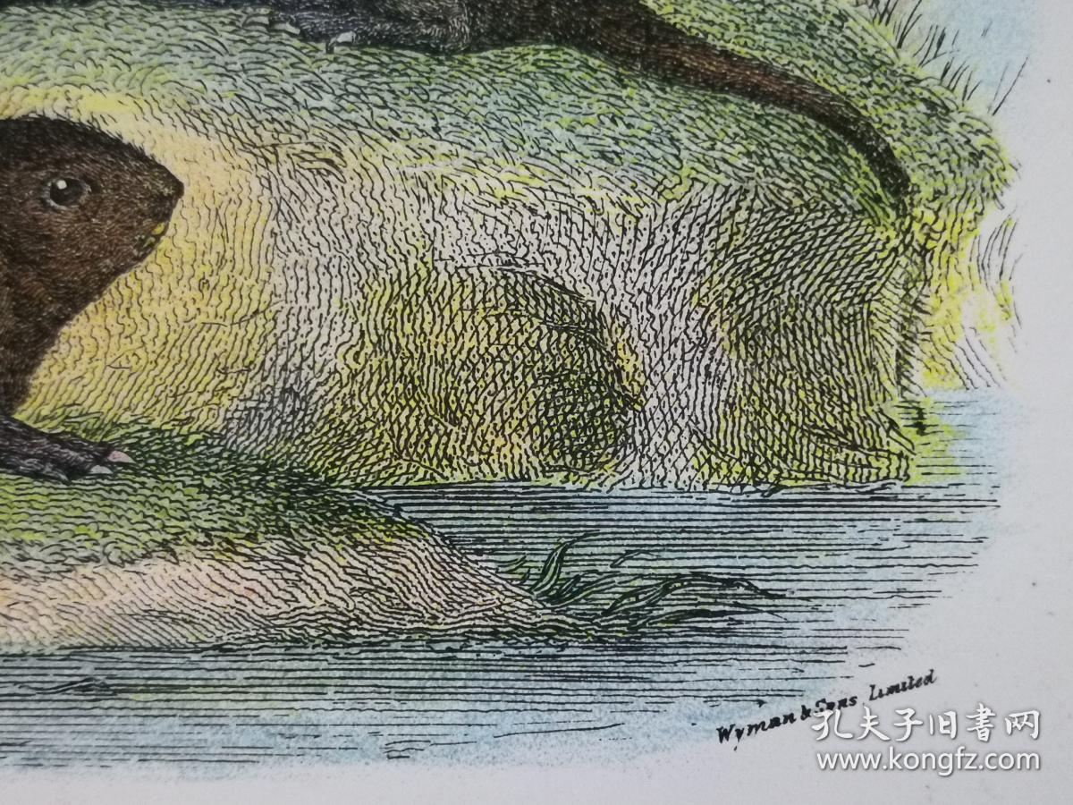 1896年彩色雕刻版画,哺乳动物图谱《水田鼠water vole
