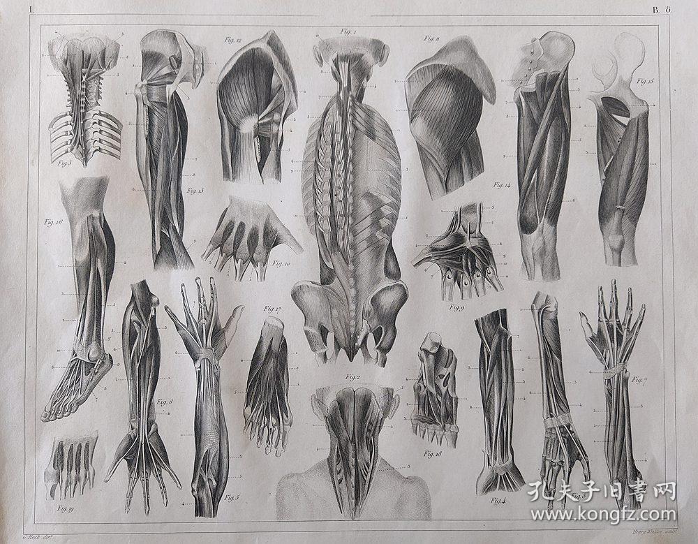 1849年钢版画《人类百科图版123(医学与解剖学图谱):人体的四肢骨骼