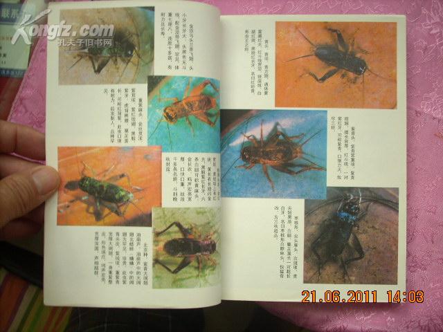 中国蟋蟀鉴赏指南附蟋蟀彩图十品