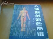 人体解剖彩色图谱（精装