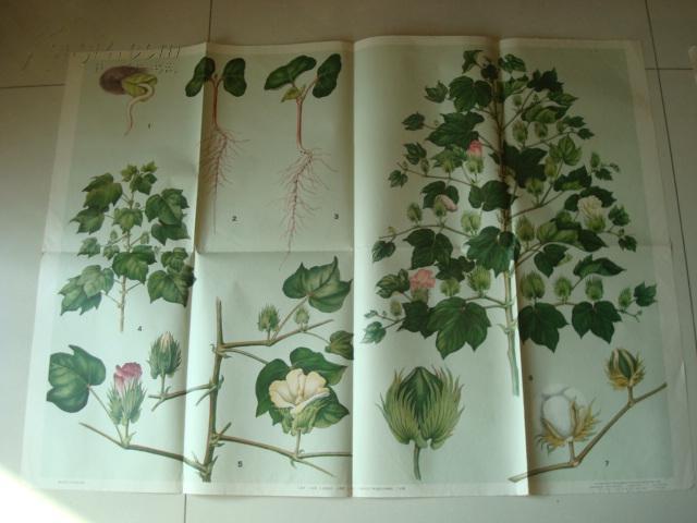 1开挂图棉花的生长发育过程教学挂图