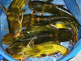 黄颡鱼的饲养技术教材资料(光盘 图书)_孔夫子旧书网