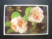茶花明信片12全/上海人民美术出版社1987年1版1印