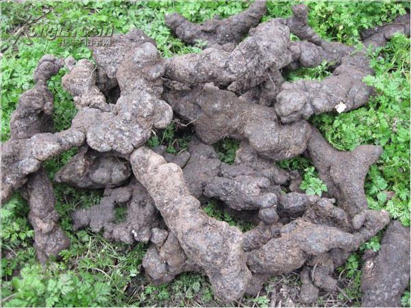 猪苓栽培技术教程(2个光盘,片长150分钟)