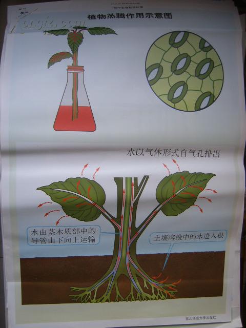 初中生物教学挂图(图20):植物蒸腾作用示意图(尺寸:75x52厘米)