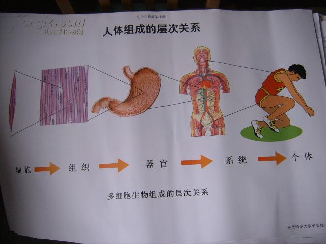 初中生物教学挂图(图8):人体组成的层次关系(尺寸:75x52厘米)_东北师