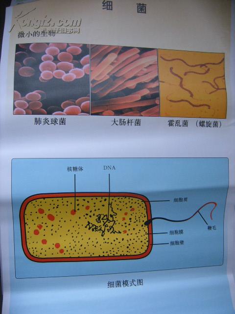 初中生物教学挂图(图61):细菌(尺寸:75x52厘米)_东北师范大学出版社_