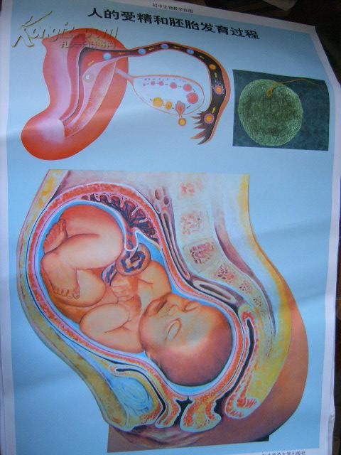 初中生物教学挂图(图47):人的受精和胚胎发育过程(尺寸:75x52厘米)