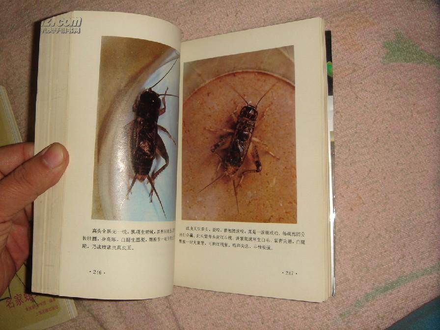 中国宁津蟋蟀志(91年一版一印)