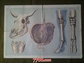 50年代教学挂图《牛的足骨、头骨、臼齿和胃》