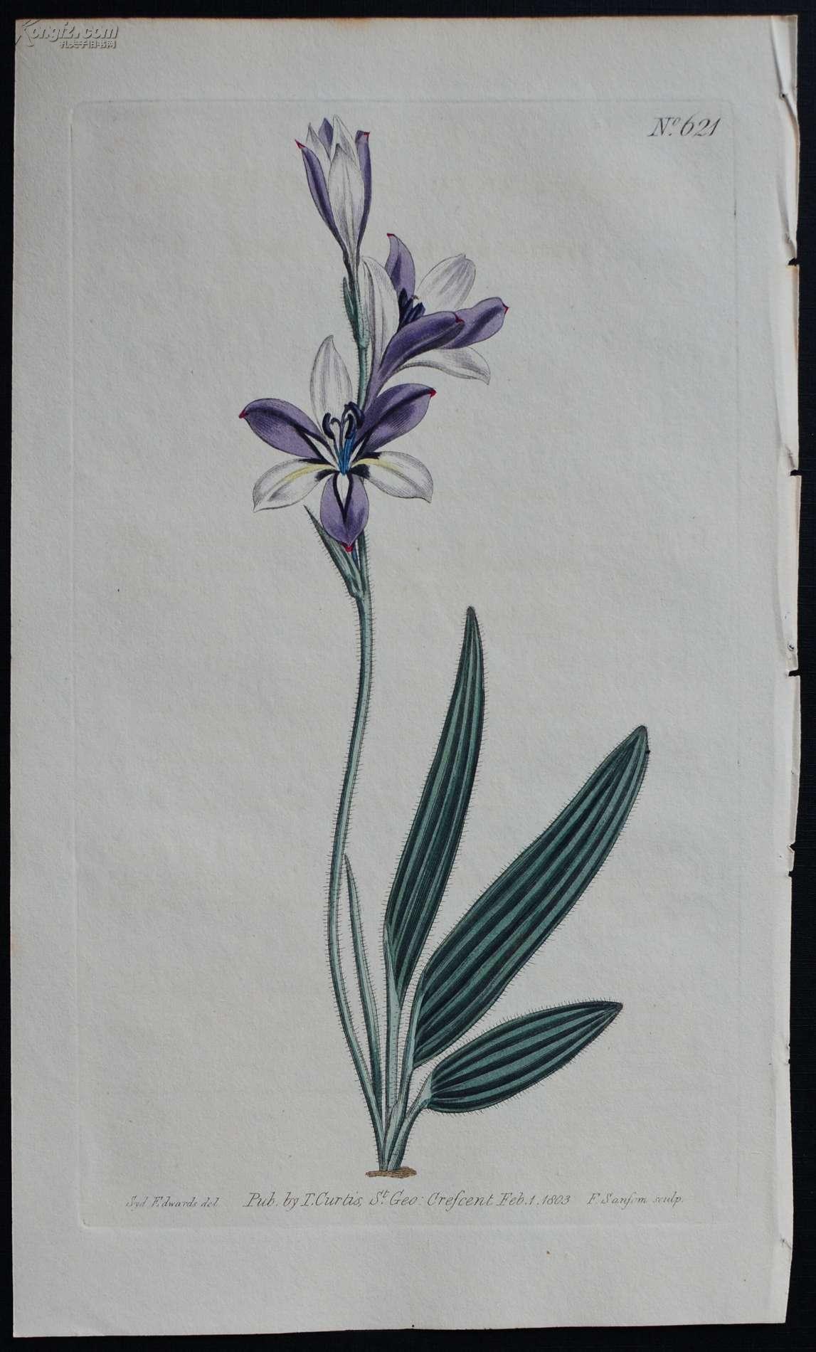 稀有精美图谱-1803年英国柯蒂斯植物铜版画621号-babiana,手工上色