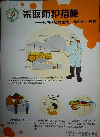 单页宣传画:切断传播途径,采取防护措施--预防猪链球茵病,禽流感,炭疽