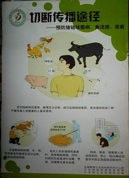 单页宣传画:切断传播途径,采取防护措施--预防猪链球茵病,禽流感,炭疽