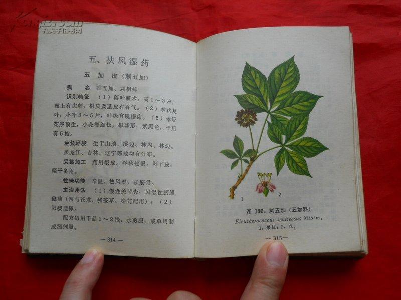 采药简谱_采药姑娘上山来 对照