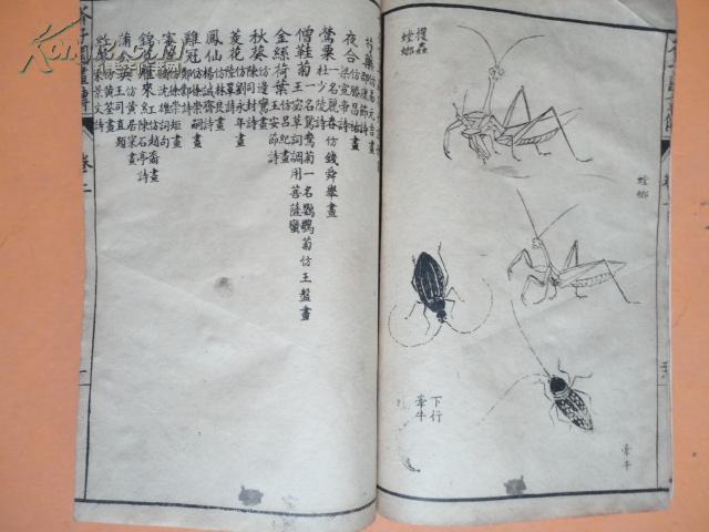 虫二飞曲谱_像蟑螂会飞的硬壳虫