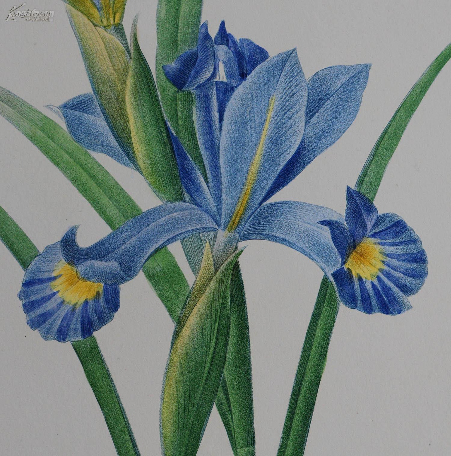 18世纪传奇艺术巨匠redoute雷杜德巨著《花卉圣经》铜版