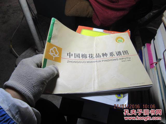 中国棉花品种系谱图 8823   A