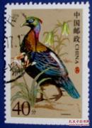 普31，中国鸟40分 绿尾虹稚--早期邮票甩卖--实物拍照--保真
