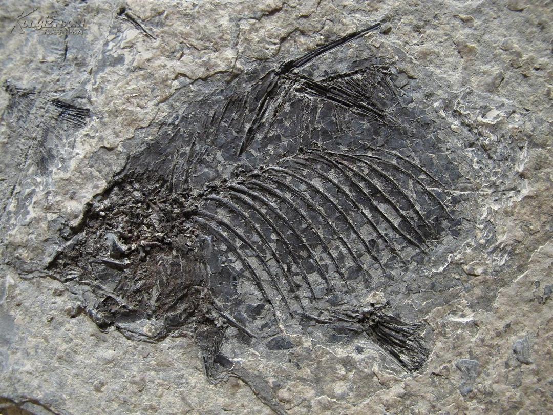 罕见 双面渔化石