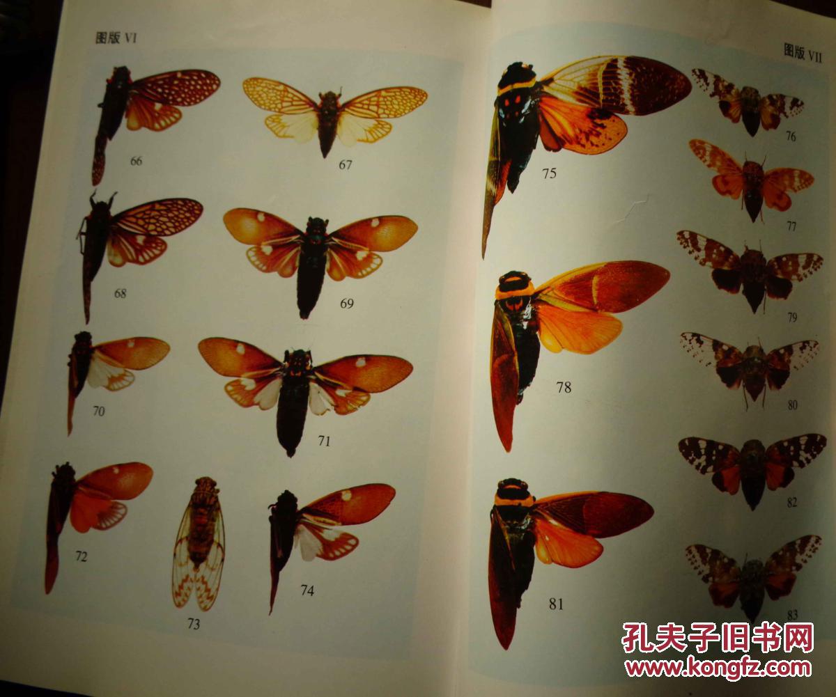 中国蝉科志(同翅目:蝉总科)